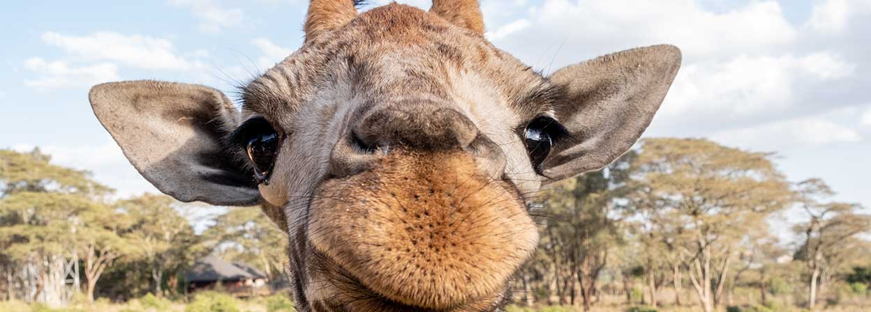 giraffe head facing the camera with safari in the background