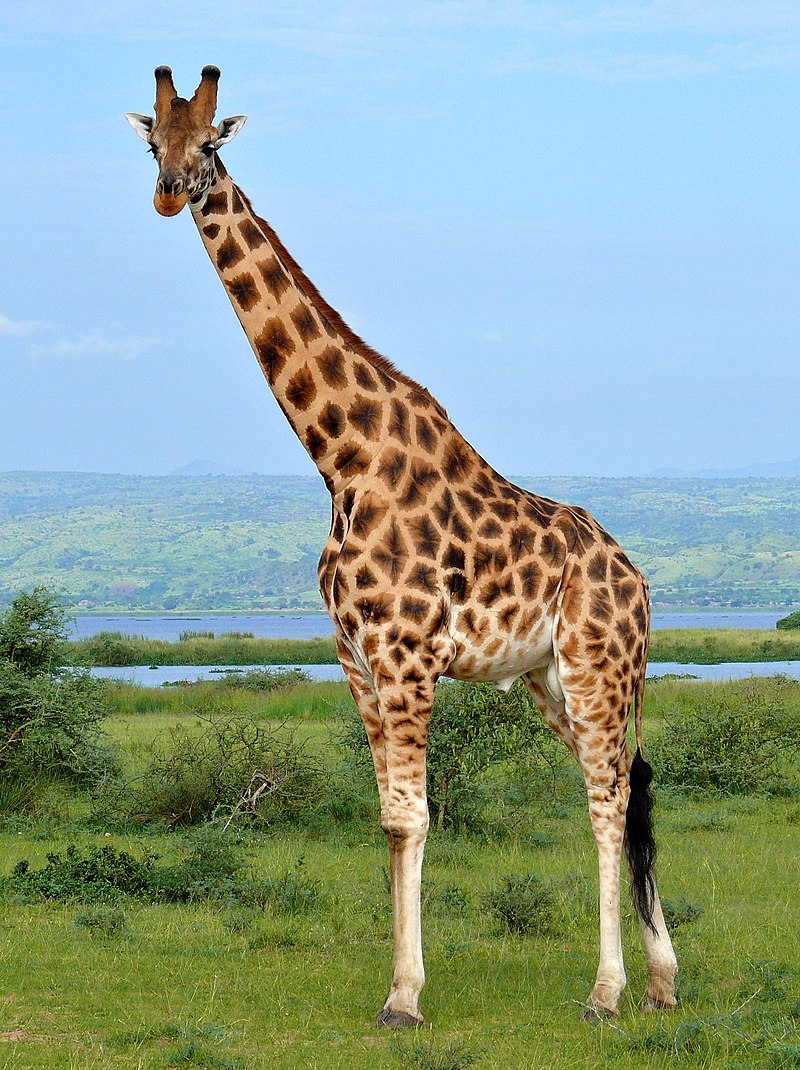 giraffe facing the camera with safari in the background